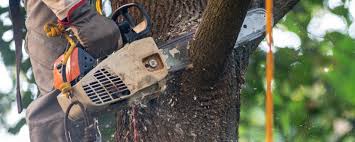 Best Emergency Tree Removal  in Glens Falls North, NY