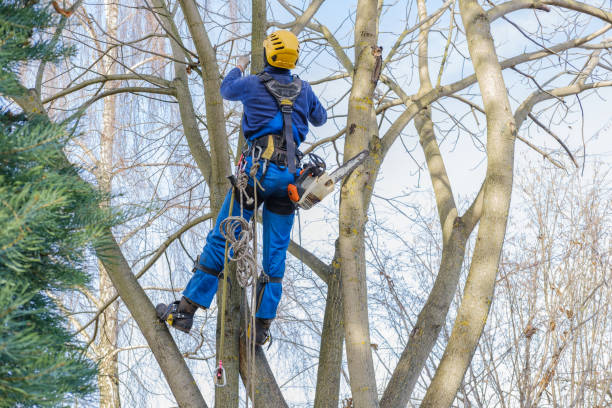 Best Hazardous Tree Removal  in Glens Falls North, NY